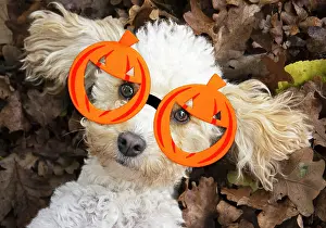 Novelty: DOG, Cavapoo laying in autumn leaves wearing Halloween