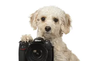 Cavapoo: DOG. Cavapoo looking over a camera