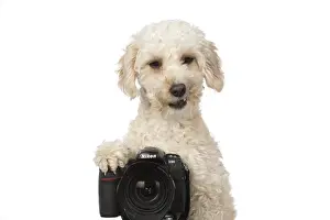 Cavapoo: DOG. Cavapoo looking over a camera
