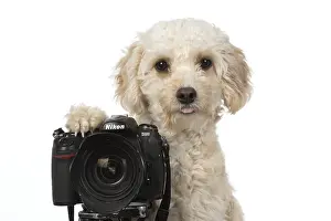 Cavapoo: DOG. Cavapoo looking over a camera
