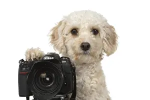 Cavapoo: DOG. Cavapoo looking over a camera