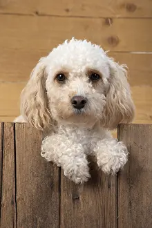 080119: DOG. Cavapoo with paws over wood