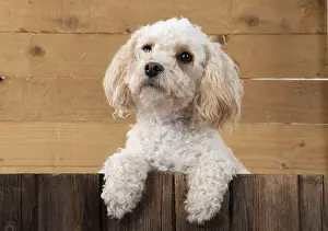 080119: DOG. Cavapoo with paws over wood