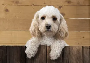 Cavapoos: DOG. Cavapoo with paws over wood
