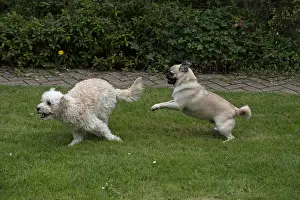 280618: DOG. Cavapoo and Pug playing and running in a garden