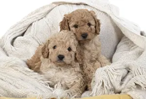 221019: DOG. Cavapoo puppies 6 weeks old
