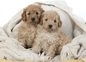 Cavapoos: DOG. Cavapoo puppies 6 weeks old