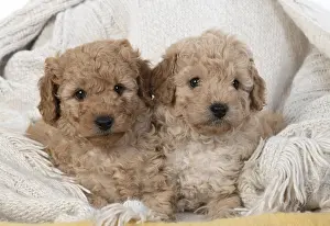 Cavapoos: DOG. Cavapoo puppies 6 weeks old