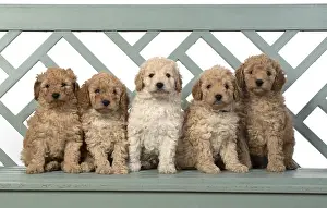 221019: DOG. Cavapoo puppies, 6 weeks old on a garden bench