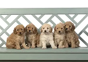 Cavapoos: DOG. Cavapoo puppies, 6 weeks old on a garden bench