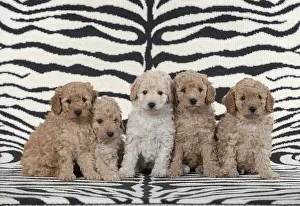 221019: DOG. Cavapoo puppies (6 weeks old )on zebra patterned rug