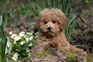 Cavapoo: DOG, CAVAPOO, PUPPY, 14 WEEKS OLD, CUTE, IN A GARDEN