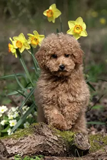 Cavapoo: DOG, CAVAPOO, PUPPY, 14 WEEKS OLD, CUTE, IN A GARDEN