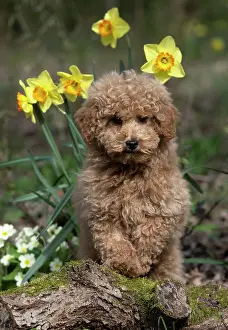 Cavapoo: DOG, CAVAPOO, PUPPY, 14 WEEKS OLD, CUTE, IN A GARDEN