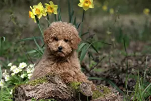 Cavapoo: DOG, CAVAPOO, PUPPY, 14 WEEKS OLD, CUTE, IN A GARDEN
