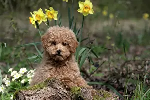 Cavapoo: DOG, CAVAPOO, PUPPY, 14 WEEKS OLD, CUTE, IN A GARDEN