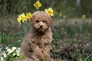 Cavapoo: DOG, CAVAPOO, PUPPY, 14 WEEKS OLD, CUTE, IN A GARDEN