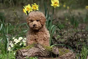 Cavapoo: DOG, CAVAPOO, PUPPY, 14 WEEKS OLD, CUTE, IN A GARDEN