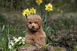 Cavapoo: DOG, CAVAPOO, PUPPY, 14 WEEKS OLD, CUTE, IN A GARDEN