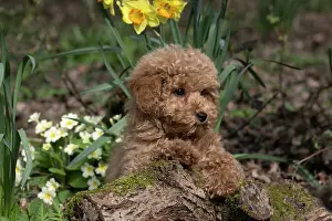 Cavapoo: DOG, CAVAPOO, PUPPY, 14 WEEKS OLD, CUTE, IN A GARDEN