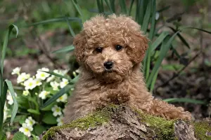 Cavapoo: DOG, CAVAPOO, PUPPY, 14 WEEKS OLD, CUTE, IN A GARDEN