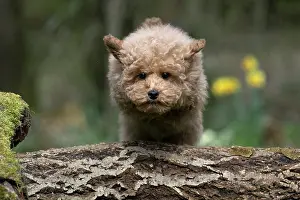 Leaping: DOG, CAVAPOO, PUPPY, 14 WEEKS OLD, JUMPING A LOG, IN