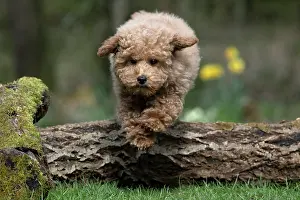 Leaping: DOG, CAVAPOO, PUPPY, 14 WEEKS OLD, JUMPING A LOG, IN