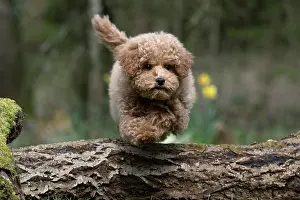 Leaping: DOG, CAVAPOO, PUPPY, 14 WEEKS OLD, JUMPING A LOG, IN
