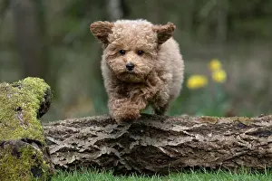 Leaping: DOG, CAVAPOO, PUPPY, 14 WEEKS OLD, JUMPING A LOG, IN