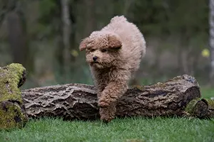 Leaping: DOG, CAVAPOO, PUPPY, 14 WEEKS OLD, JUMPING A LOG, IN