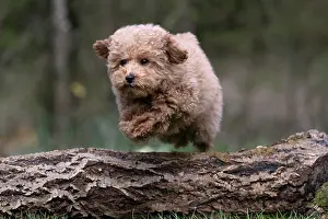 Leaping: DOG, CAVAPOO, PUPPY, 14 WEEKS OLD, JUMPING A LOG, IN