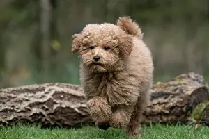 Leaping: DOG, CAVAPOO, PUPPY, 14 WEEKS OLD, JUMPING A LOG, IN