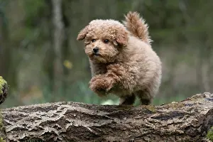 Leaping: DOG, CAVAPOO, PUPPY, 14 WEEKS OLD, JUMPING A LOG, IN