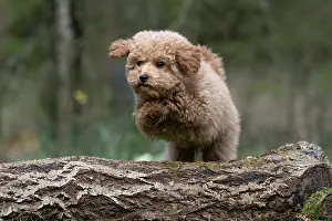 Leaping: DOG, CAVAPOO, PUPPY, 14 WEEKS OLD, JUMPING A LOG, IN