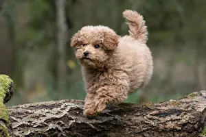 Leaping: DOG, CAVAPOO, PUPPY, 14 WEEKS OLD, JUMPING A LOG, IN