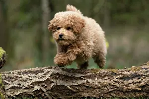Leaping: DOG, CAVAPOO, PUPPY, 14 WEEKS OLD, JUMPING A LOG, IN