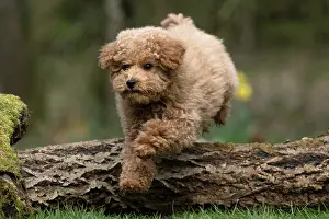Leaping: DOG, CAVAPOO, PUPPY, 14 WEEKS OLD, JUMPING A LOG, IN