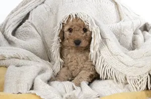 221019: DOG. Cavapoo puppy, 6 weeeks old