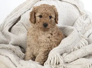 221019: DOG. Cavapoo puppy, 6 weeeks old