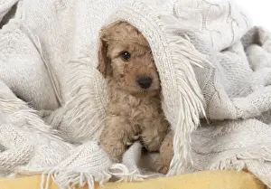 221019: DOG. Cavapoo puppy, 6 weeeks old