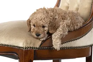 221019: DOG. Cavapoo puppy, 6 weeks old on old chair, studio