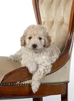 Cavapoos: DOG. Cavapoo puppy, 6 weeks old on old chair, studio