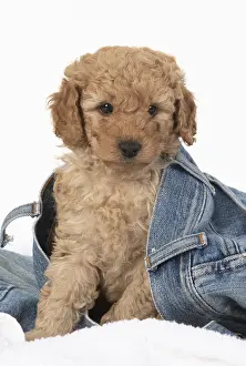 221019: DOG. Cavapoo puppy, 6 weeks old in a pair of jeans
