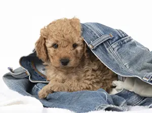 221019: DOG. Cavapoo puppy, 6 weeks old in a pair of jeans