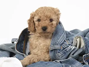 Cavapoos: DOG. Cavapoo puppy, 6 weeks old in a pair of jeans