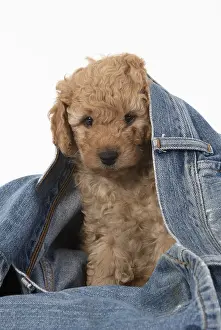 Everyday: DOG. Cavapoo puppy, 6 weeks old in a pair of jeans