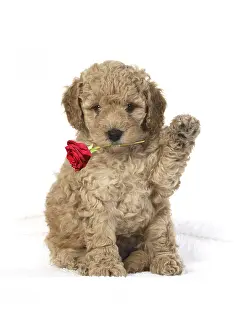 111219: DOG. Cavapoo puppy 6 weeks old, studio with