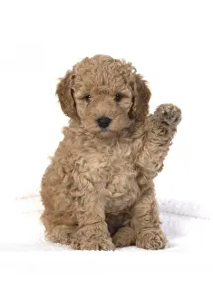 Lifting: DOG. Cavapoo puppy 6 weeks old, studio with paw up
