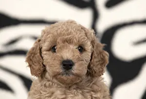 221019: DOG. Cavapoo puppy 6 weeks old on a zebra patterned rug