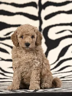 Cavapoos: DOG. Cavapoo puppy 6 weeks old on zebra patterned rug